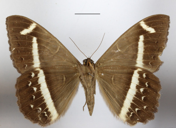 /filer/webapps/moths/media/images/L/latona_Cyligramma_A_MGCLb_01.JPG