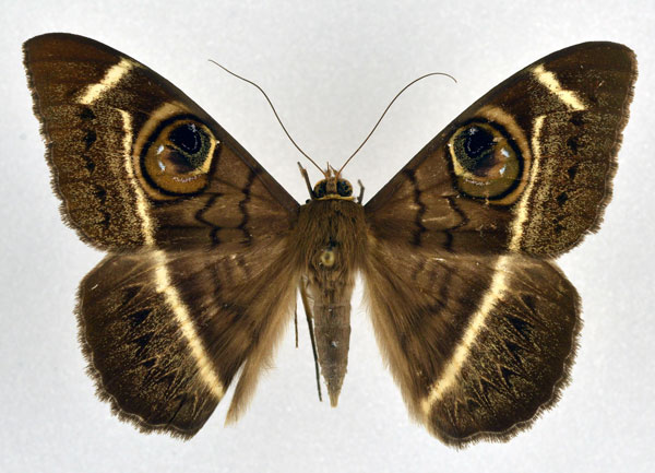 /filer/webapps/moths/media/images/L/latona_Cyligramma_A_NHMO.jpg