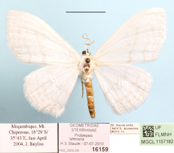/filer/webapps/moths/media/images/L/latonaria_Problepsis_A_MGCL.JPG