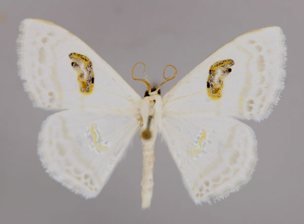 /filer/webapps/moths/media/images/L/latonaria_Problepsis_A_ZSM_01.jpg