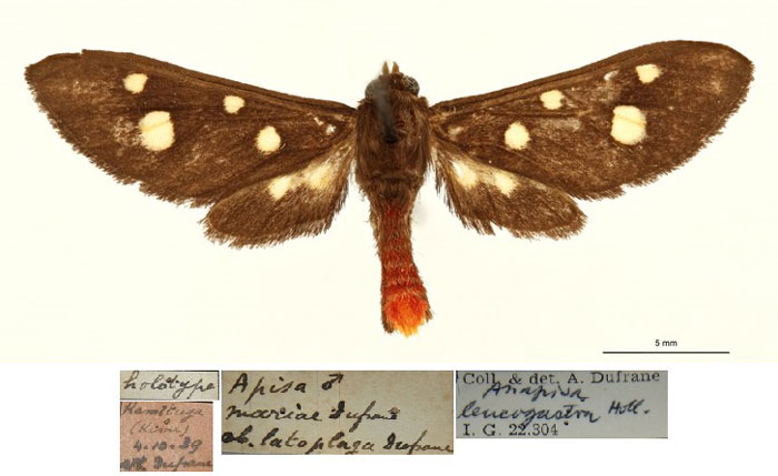 /filer/webapps/moths/media/images/L/latoplaga_Apisa_HT_RBINSa.jpg