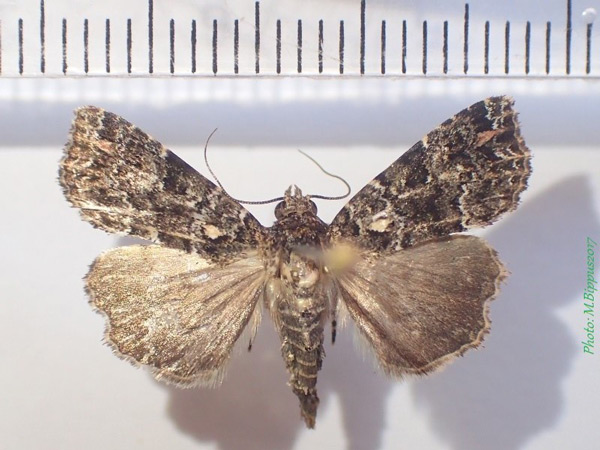 /filer/webapps/moths/media/images/L/latreillei_Callopistria_A_Bippus_02.jpg