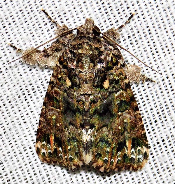 /filer/webapps/moths/media/images/L/latreillei_Callopistria_A_Braun_06.jpg