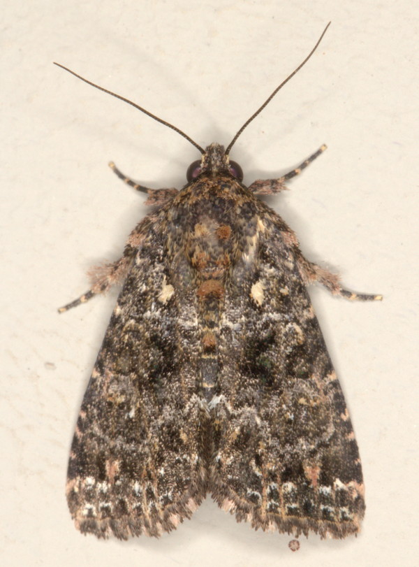 /filer/webapps/moths/media/images/L/latreillei_Callopistria_A_Heyns_01.jpg
