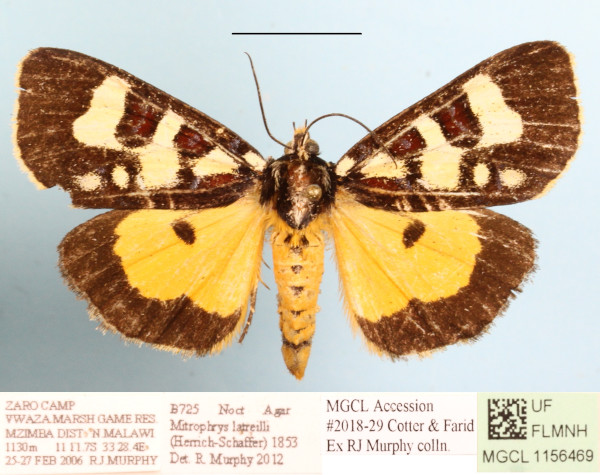 /filer/webapps/moths/media/images/L/latreillii_Mitrophrys_A_MGCLa_01.JPG