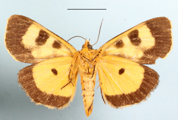 /filer/webapps/moths/media/images/L/latreillii_Mitrophrys_A_MGCLb_01.JPG