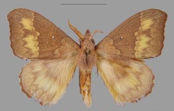 /filer/webapps/moths/media/images/L/laura_Hapsimachogonia_HT_MHNG.jpg