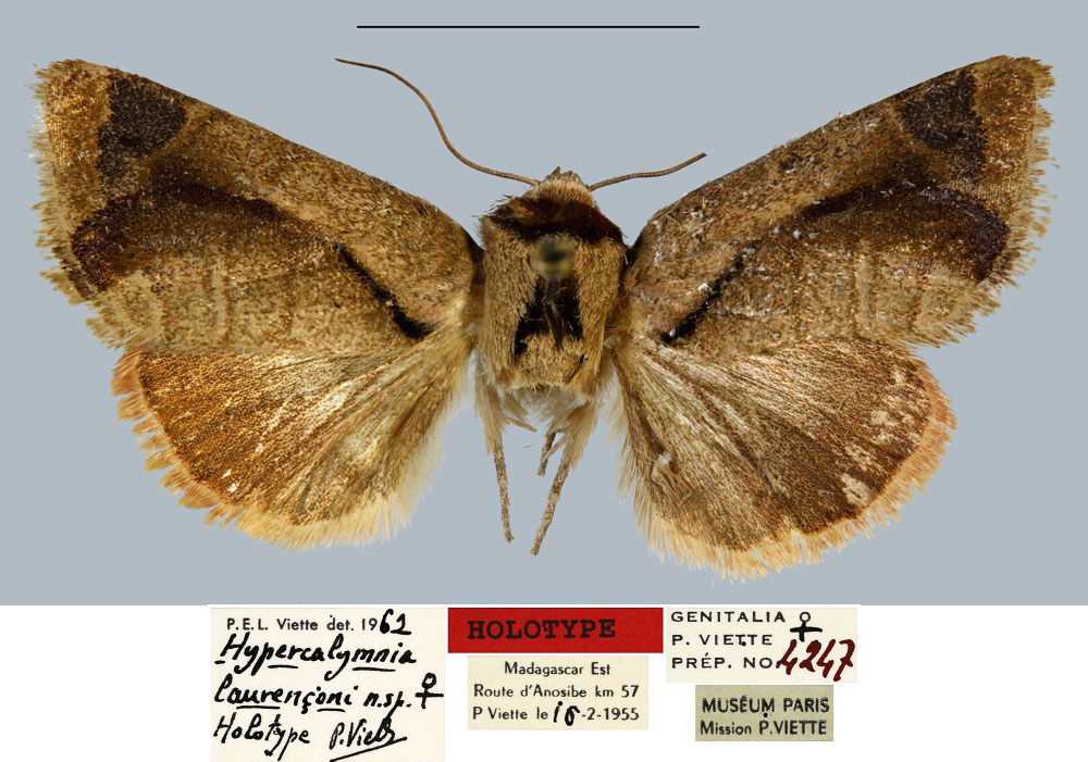 /filer/webapps/moths/media/images/L/laurenconi_Hypercalymnia_HT_MNHN.jpg