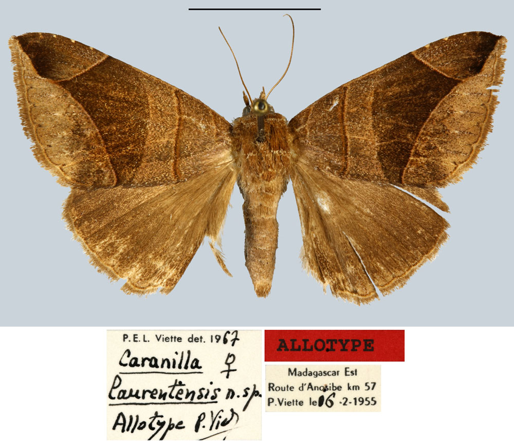 /filer/webapps/moths/media/images/L/laurentensis_Caranilla_AT_MNHN.jpg