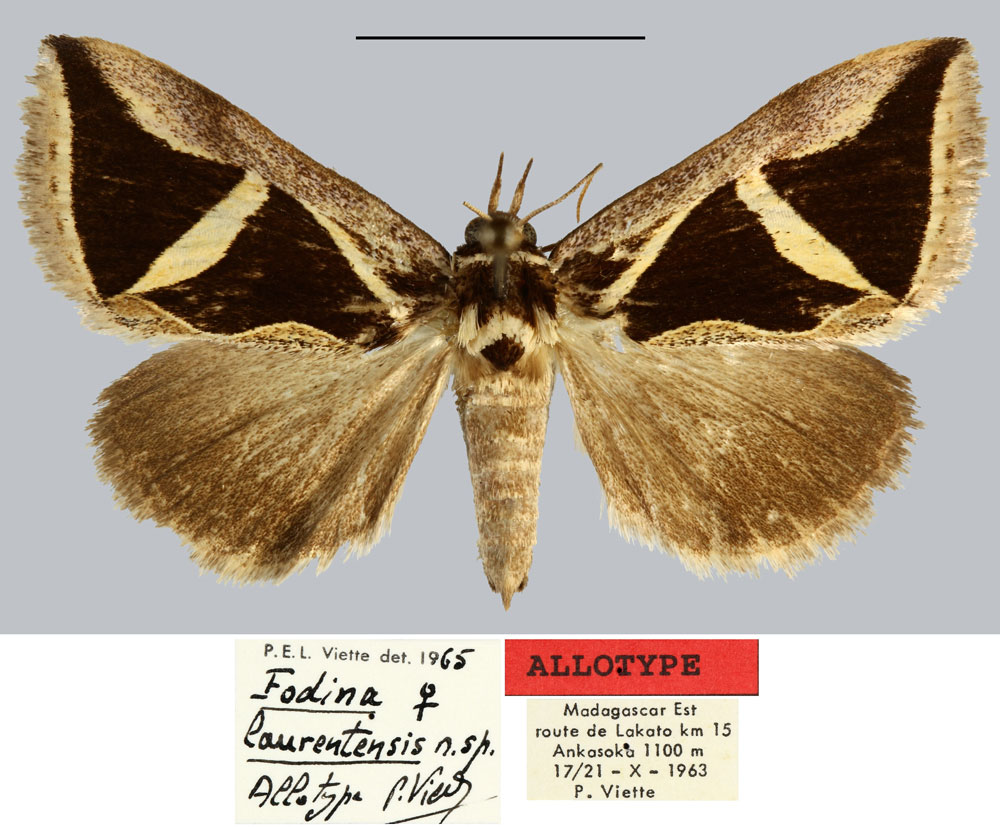 /filer/webapps/moths/media/images/L/laurentensis_Fodina_AT_MNHN.jpg
