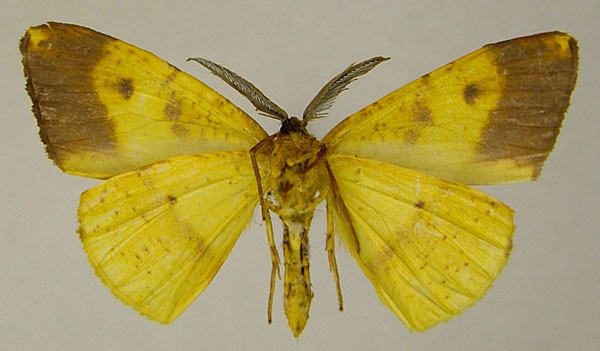 /filer/webapps/moths/media/images/L/laurentensis_Hylemera_AM_ZSMb.jpg