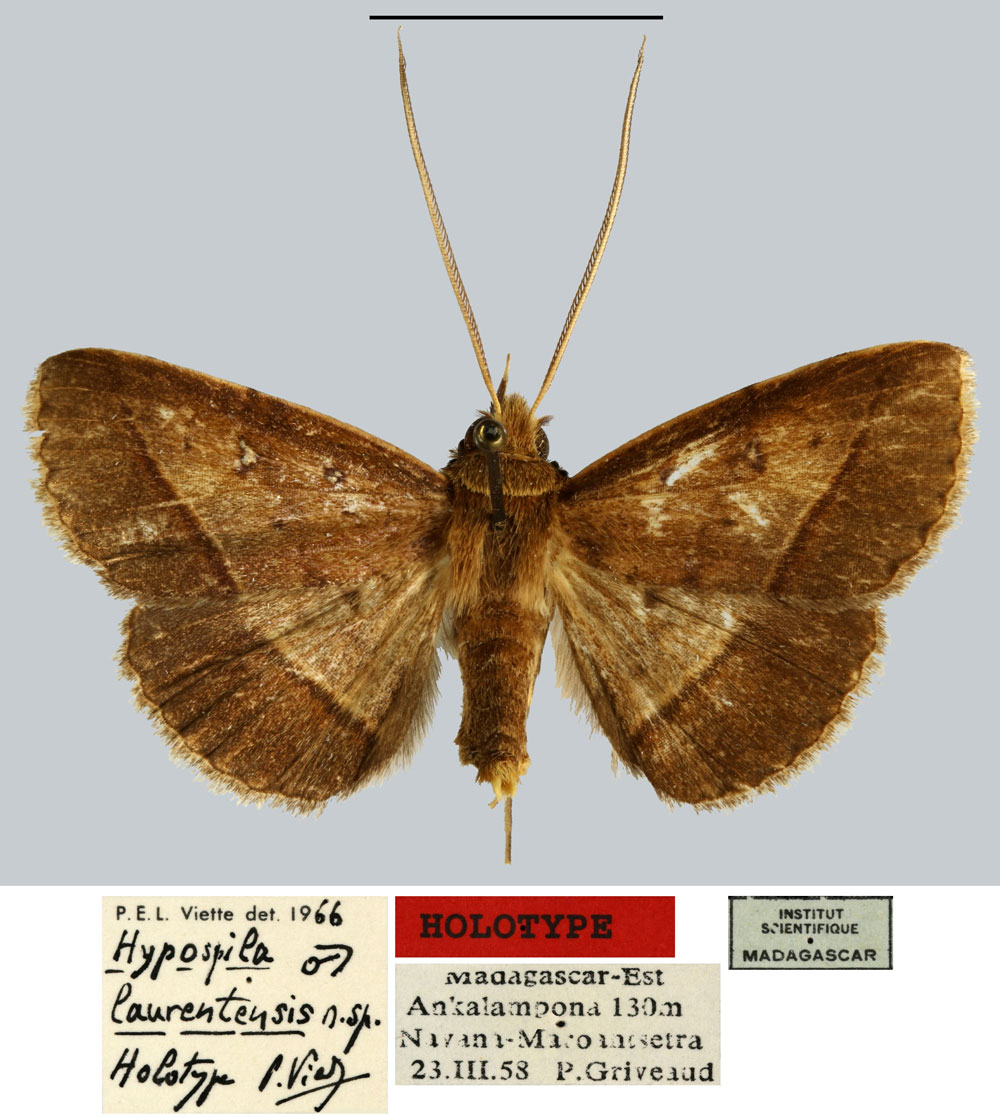 /filer/webapps/moths/media/images/L/laurentensis_Hypospila_HT_MNHN.jpg