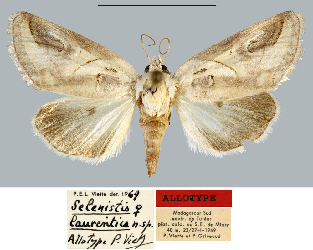 /filer/webapps/moths/media/images/L/laurentica_Selenistis_AT_MNHN.jpg