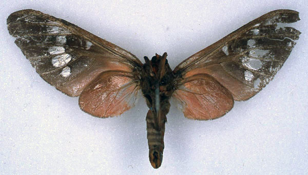 /filer/webapps/moths/media/images/L/laureola_Balacra_STF_BMNH_02.jpg
