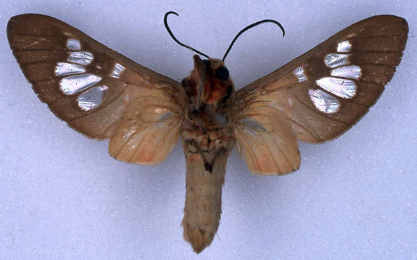 /filer/webapps/moths/media/images/L/laureola_Balacra_STM_BMNH_02.jpg