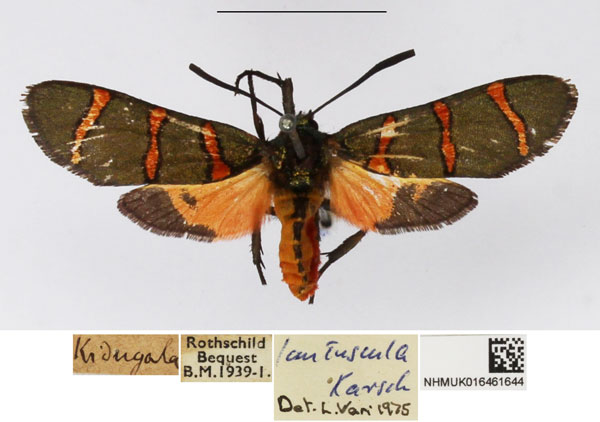 /filer/webapps/moths/media/images/L/lautuscula_Arniocera_A_NHMUK_01.jpg