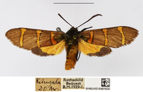 /filer/webapps/moths/media/images/L/lautuscula_Arniocera_A_NHMUK_02.jpg