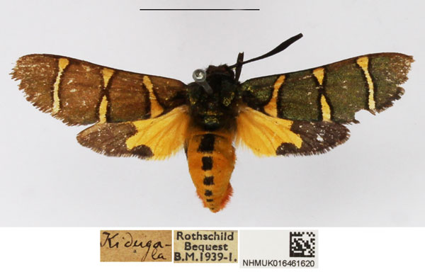 /filer/webapps/moths/media/images/L/lautuscula_Arniocera_A_NHMUK_03.jpg