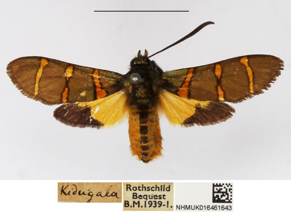 /filer/webapps/moths/media/images/L/lautuscula_Arniocera_A_NHMUK_04.jpg