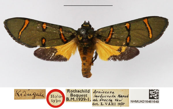 /filer/webapps/moths/media/images/L/lautuscula_Arniocera_A_NHMUK_05.jpg