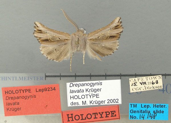 /filer/webapps/moths/media/images/L/lavata_Drepanogynis_HT_TMSA.jpg