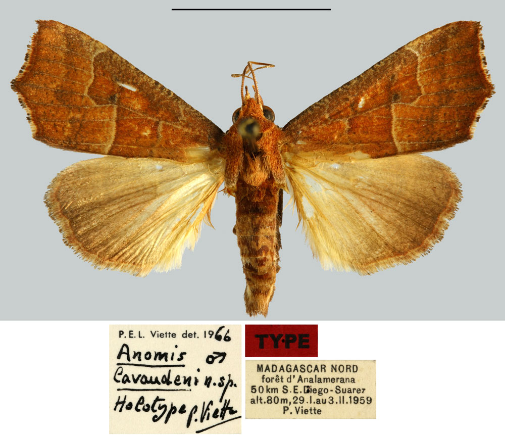 /filer/webapps/moths/media/images/L/lavaudeni_Anomis_HT_MNHN.jpg