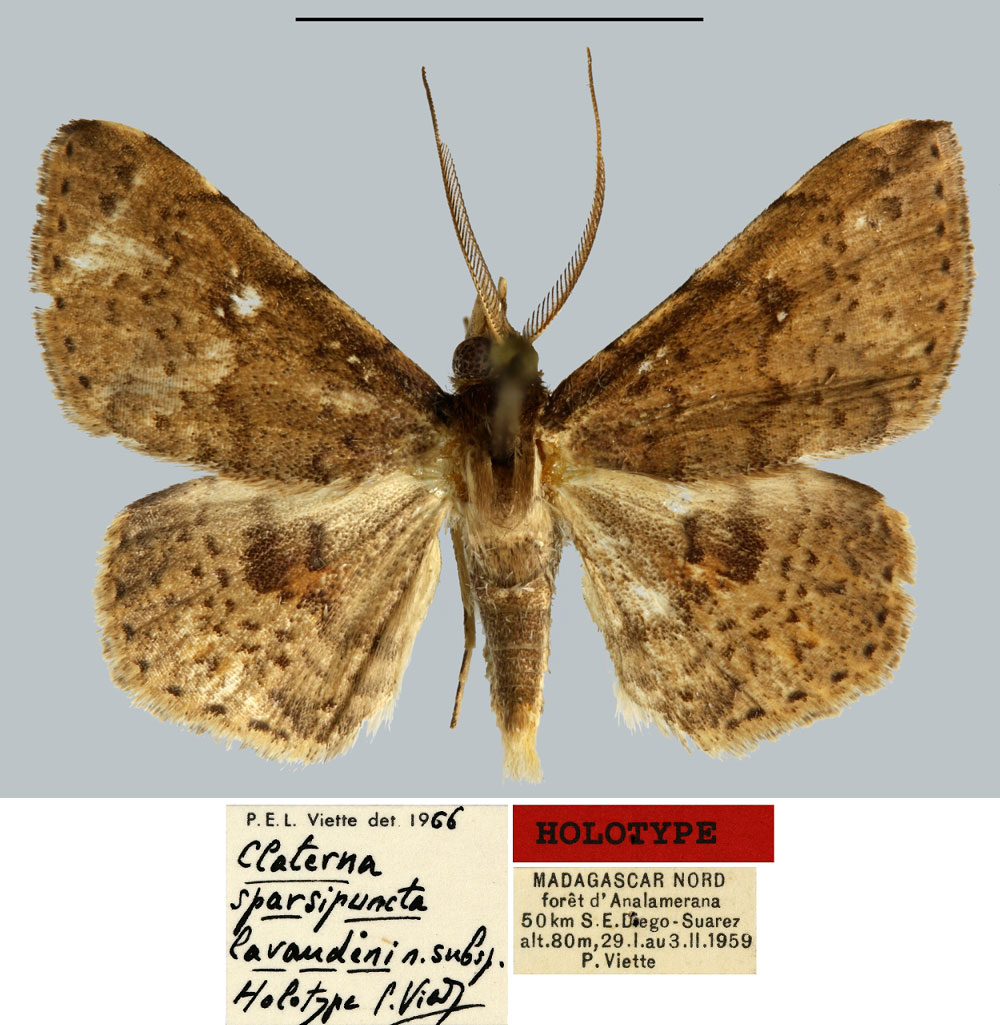 /filer/webapps/moths/media/images/L/lavaudeni_Claterna_HT_MNHN.jpg