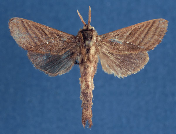 /filer/webapps/moths/media/images/L/leakeyi_Dianfosseya_HT_Lehmann.jpg