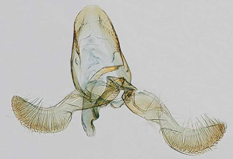 /filer/webapps/moths/media/images/L/lecaniodiscana_Eucosmocydia_GMHT_USNM.jpg