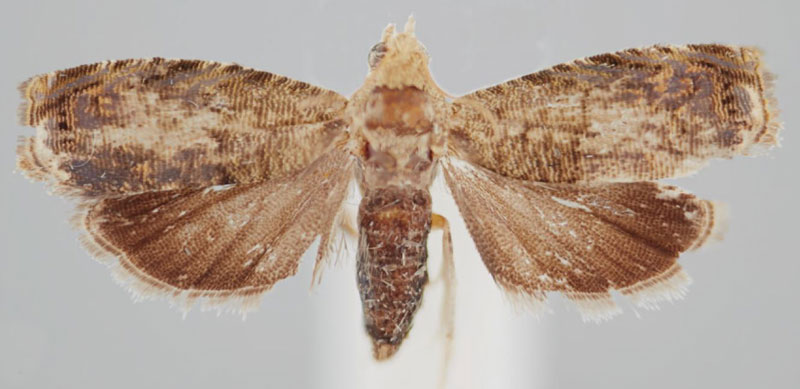 /filer/webapps/moths/media/images/L/lecaniodiscana_Eucosmocydia_PTF_USNM.jpg