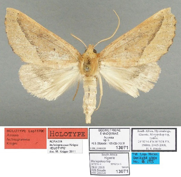 /filer/webapps/moths/media/images/L/lechriogramma_Acrasia_HT_TMSA.jpg