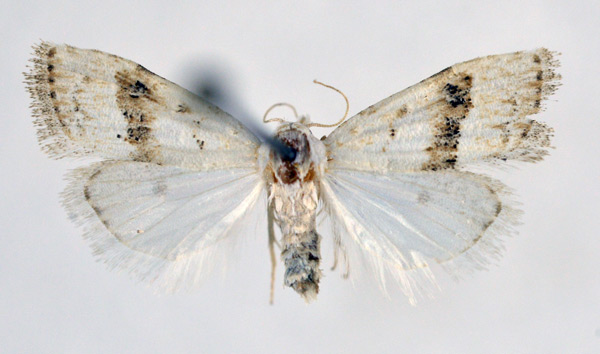 /filer/webapps/moths/media/images/L/lechriolalis_Nola_AF_NHMO.jpg