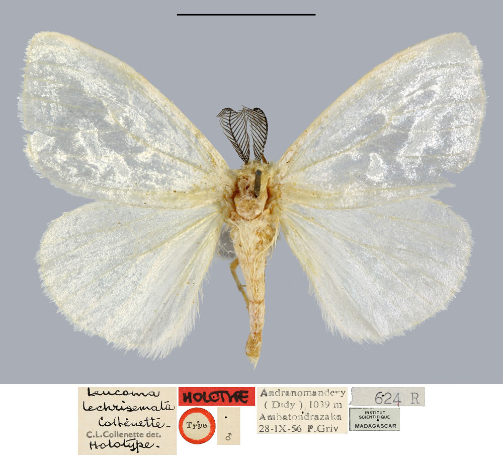 /filer/webapps/moths/media/images/L/lechrisemata_Leucoma_HT_MNHN.jpg