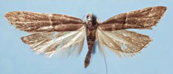 /filer/webapps/moths/media/images/L/lecithocerella_Torodora_AM_MNHN.jpg