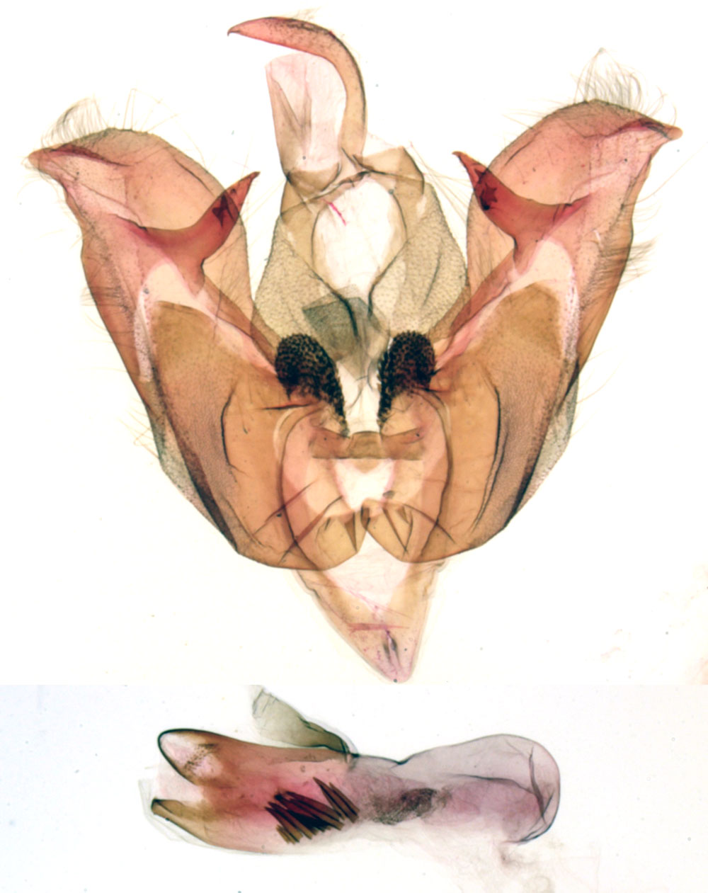/filer/webapps/moths/media/images/L/lecordieri_Syrrusoides_GMHT_MNHN_408.jpg