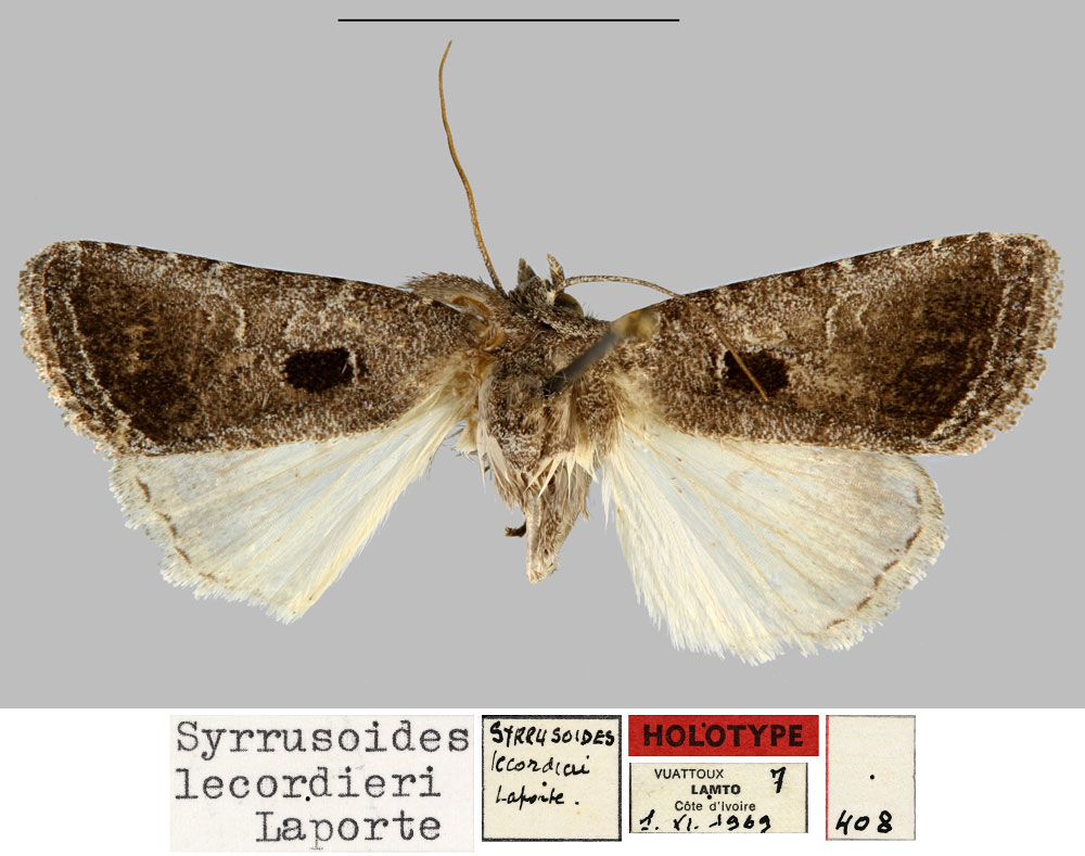 /filer/webapps/moths/media/images/L/lecordieri_Syrrusoides_HT_MNHN.jpg