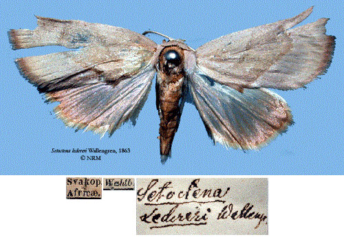 /filer/webapps/moths/media/images/L/ledereri_Setoctena_HT_SNHMa.jpg