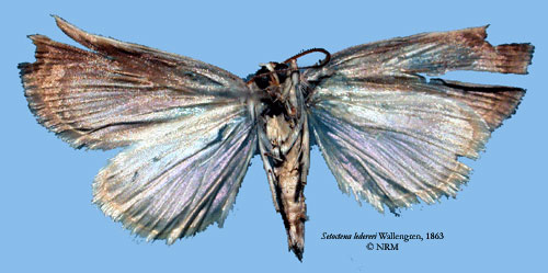 /filer/webapps/moths/media/images/L/ledereri_Setoctena_HT_SNHMb.jpg