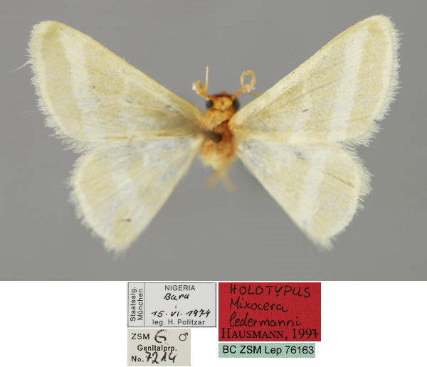 /filer/webapps/moths/media/images/L/ledermanni_Mixocera_HT_ZSM_01.jpg