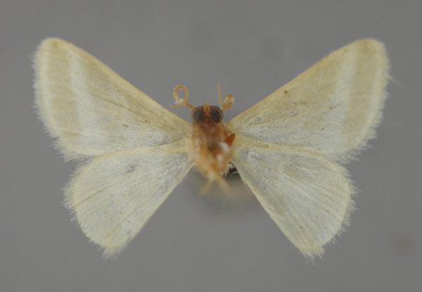 /filer/webapps/moths/media/images/L/ledermanni_Mixocera_HT_ZSM_02.jpg