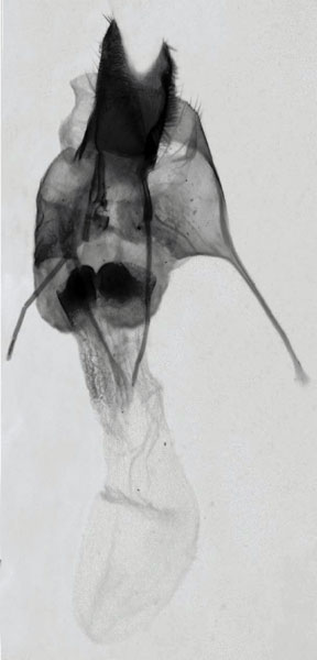 /filer/webapps/moths/media/images/L/lefini_Sesamia_GFHT_MNHN_735.jpg