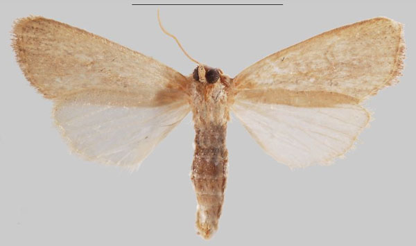 /filer/webapps/moths/media/images/L/lefini_Sesamia_HT_MNHNb.jpg