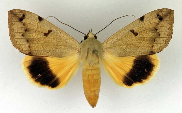 /filer/webapps/moths/media/images/L/legendrei_Ophiusa_AF_Legrain.jpg