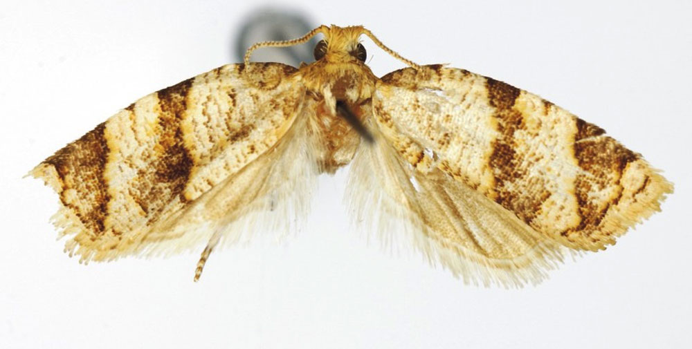 /filer/webapps/moths/media/images/L/legitimana_Orilesa_PTM_RMCA.jpg
