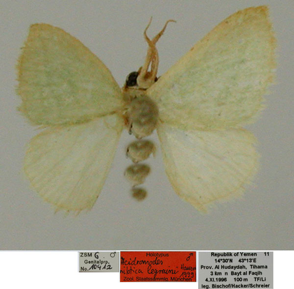 /filer/webapps/moths/media/images/L/legraini_Acidromodes_HT_ZSM.jpg
