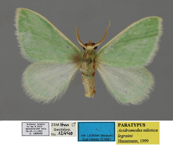 /filer/webapps/moths/media/images/L/legraini_Acidromodes_PT_ZSM_01.jpg