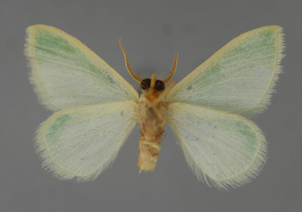 /filer/webapps/moths/media/images/L/legraini_Acidromodes_PT_ZSM_02.jpg
