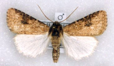 /filer/webapps/moths/media/images/L/legraini_Agrotis_HT_Legrain.jpg