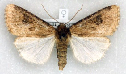 /filer/webapps/moths/media/images/L/legraini_Agrotis_PT_Legrain.jpg