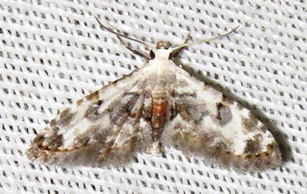 /filer/webapps/moths/media/images/L/legraini_Araeopteron_A_Braun_01.jpg